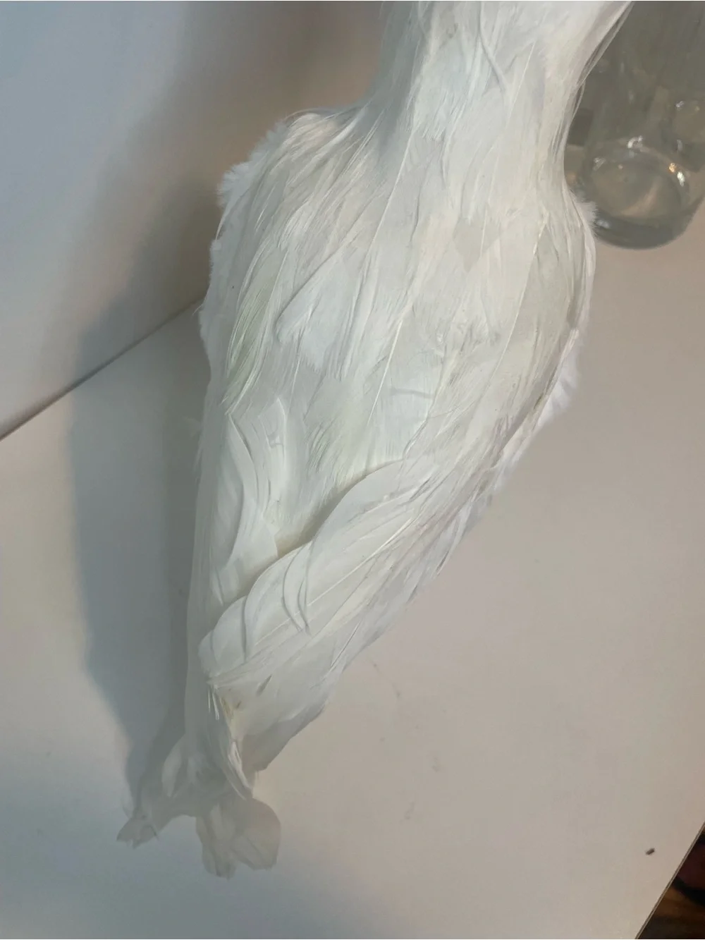 Halloween Decor - White Raven, White Crow Decorative Bird Accent